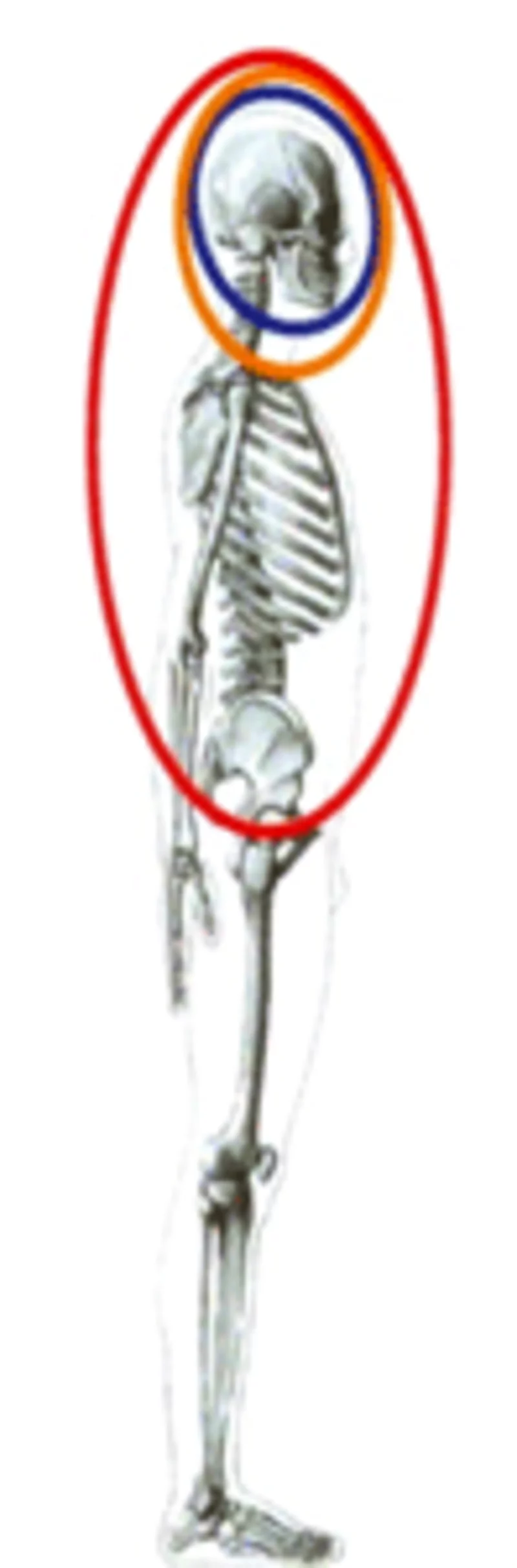 Menschenskelett, wo angegeben ist das Kiefer und seine Gelenke in Verbindung stehen mit dem Bewegunsgapparat