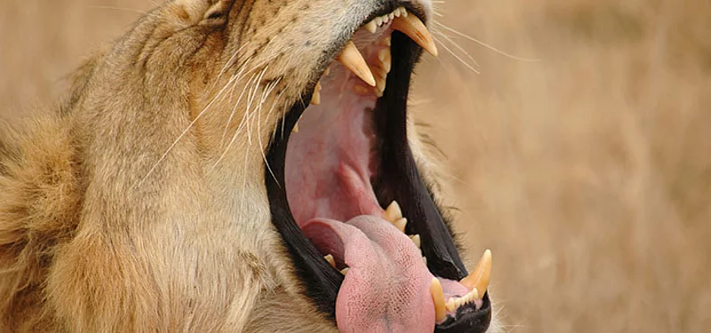 Majestätisches Gähnen eines männlichen afrikanischen Löwen, König des Dschungels